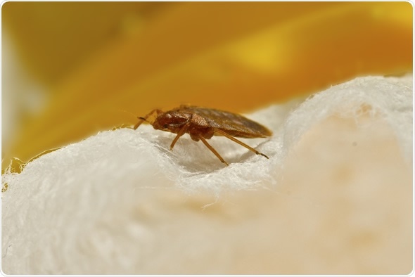 Bed Bug - Image Copyright: jareynolds / Shutterstock